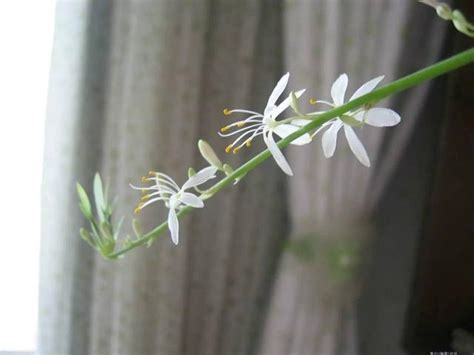 吊蘭開花|吊蘭怎麼養？基礎照顧方法和特色